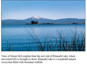 Klamath Lake where AFA is harvested
