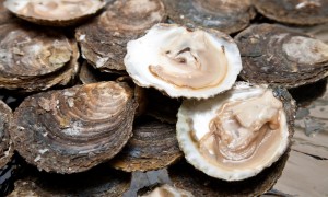 farmed-seafood-wwf-oysters-shutterstock_69132088