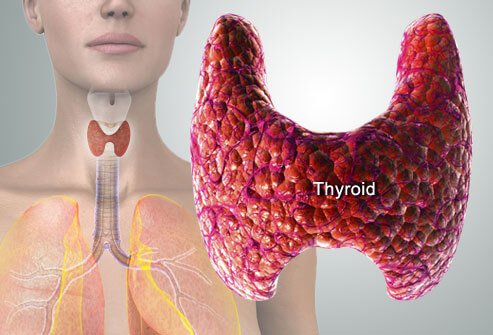Thyroïde et système digestif