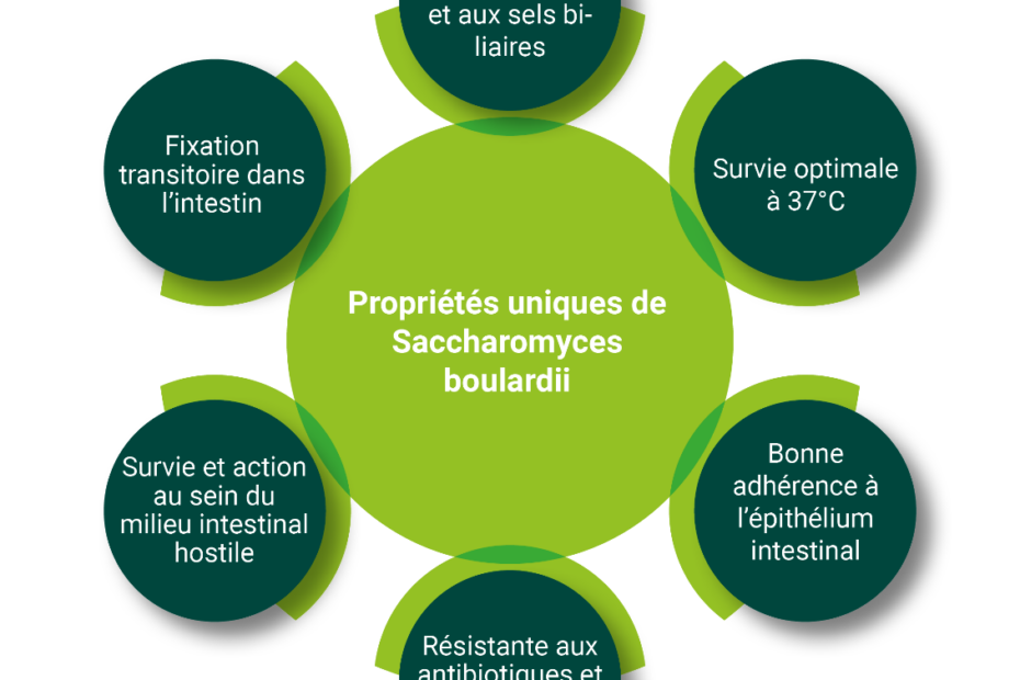 Dysbioses : pourquoi la levure probiotique Saccharomyces boulardii ...