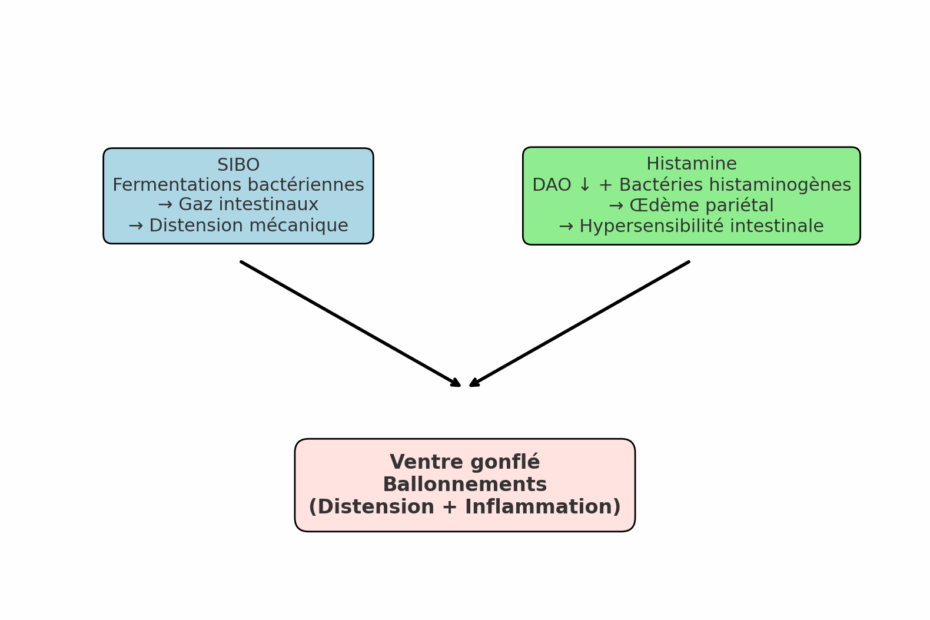 L’histamine gonfle le ventre