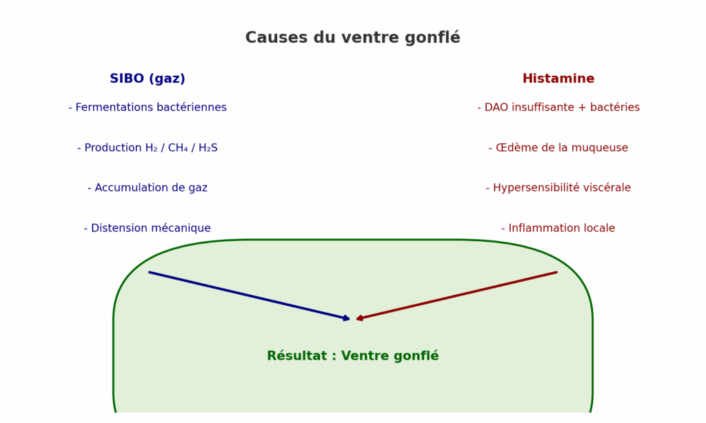 Les 2 causes du ventre gonflé